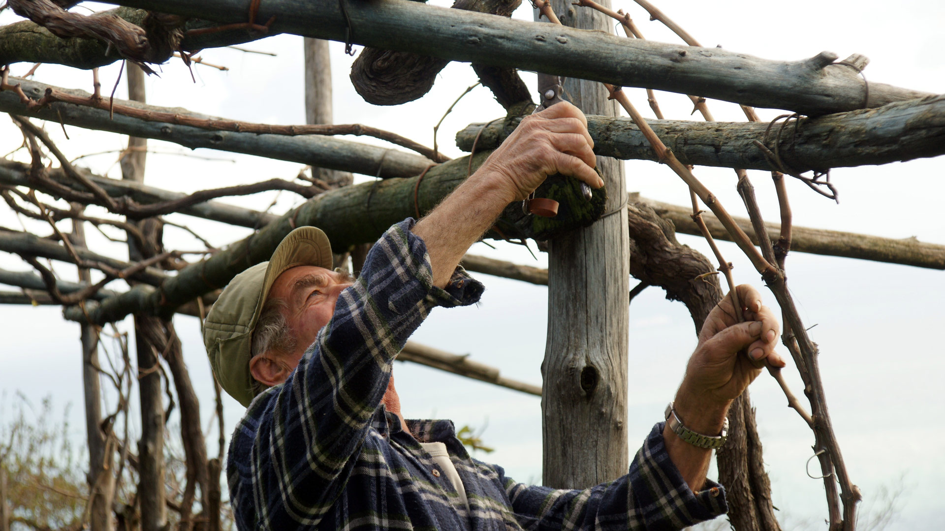 vigne costiera amalfitana